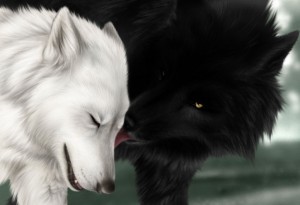 Louve blanche et loup noir